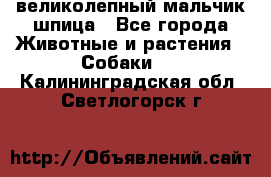 великолепный мальчик шпица - Все города Животные и растения » Собаки   . Калининградская обл.,Светлогорск г.